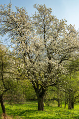 Fototapeta na wymiar Huge old cherry tree in full bloom during springtime, standing in an orchard in a rural landscape, Weserbergland, Germany