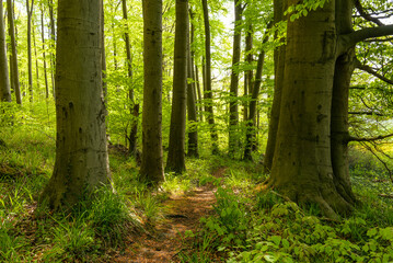 Picturesque footpath leading between huge beech trees with fresh green foliage in a springtime...