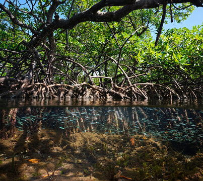 Mangrove trees in the sea, foliage with roots and shoal of fish underwater, split view , Caribbean sea, Central America, Panama