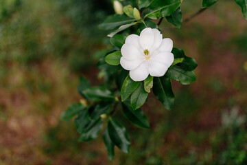 A large, creamy white southern magnolia flower is surrounded by glossy green leaves of a tree. White petal close up