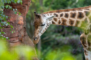 Giraffe leckt am Stein 