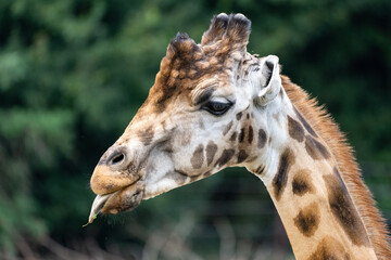 Giraffe streckt mir die Zunge raus 