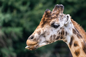 Giraffe streckt die Zunge raus 