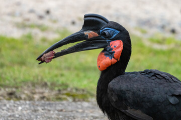 Großer schwarzer Nashornvogel mit Essen  © Brüsertiv