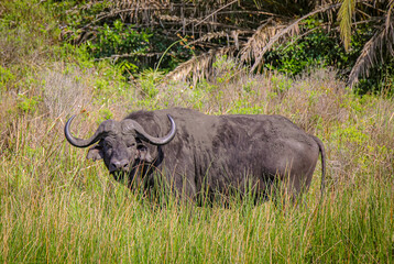 Obraz premium Grasing Buffalo