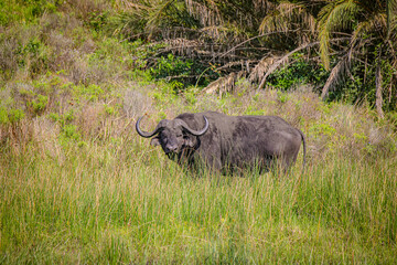 Obraz premium Grasing Buffalo