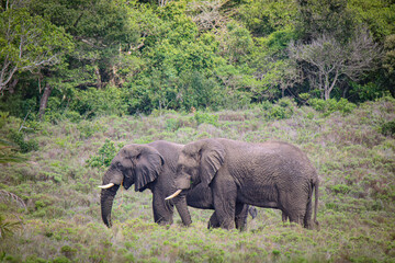 Elephants in Savanna