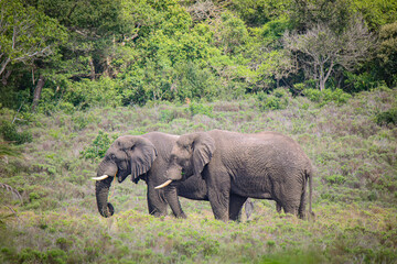 Elephants in Savanna