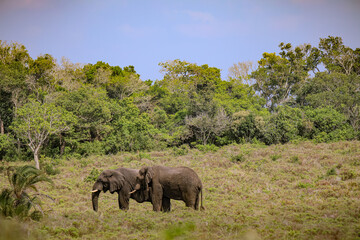 Fototapeta na wymiar Elephants in Savanna