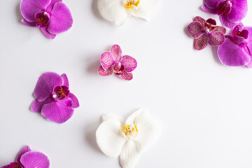 Naklejka na ściany i meble White and purple plucked orchid flowers on white background. Phalaenopsis buds for publication, design, poster, calendar, post, screensaver, wallpaper, postcard, cover, web. High quality photo