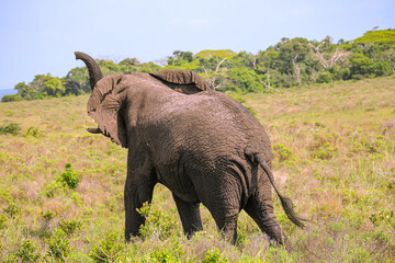 Fototapeta premium Elephants in Savanna