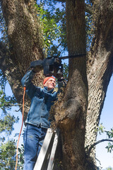 Man on Ladder Cutting Heavy Limb of Live Oak Tree