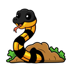 Cute banded krait bungarus candidus