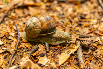 Close-up of a perfectly camouflaged burgundy or roman snail (Helix pomatia) crawling across the forest floor