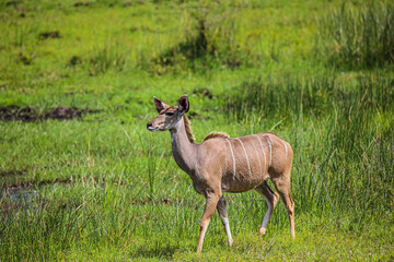 Big Kudus