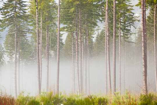 Tall pine trees on a misty morning in a thinned (by logging) forest on the Olympic Peninsula, Washington.