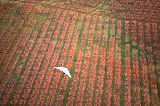Aerial view of a an ultralight trike pilot flying over a peach orchard in full springtime bloom near Chesnee, SC
