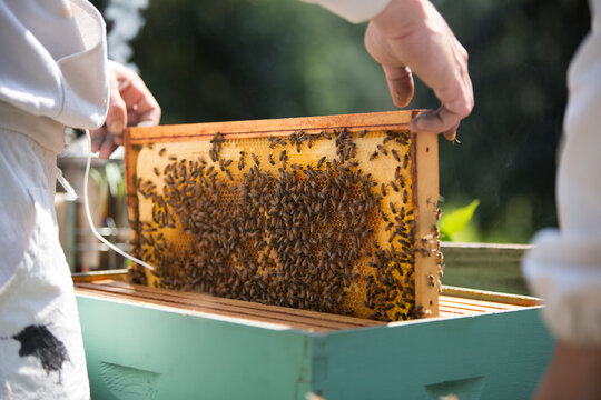 Manâ€™s hands pulling out a beeswax honeycomb frame crawling with honeybees from a beehive - Powered by Adobe