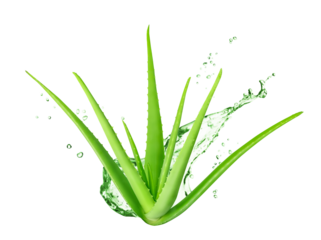 Aloe Vera isolated on white or transparent background. Aloe Vera plant and splash of juice or gel.