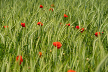 Bright red poppies (Papaver rhoeas) in full bloom shining in a green barley field in springtime