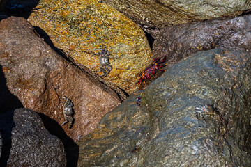 Moorish red legged crab, Grapsus adscensionis at Puerto de la Aldea in Gran Canaria in Spain