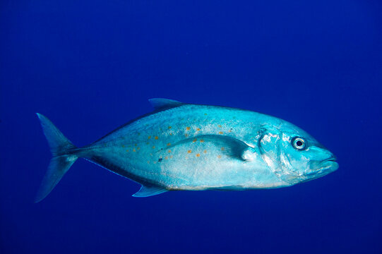 Yellow spotted Trevally in the blue water of Sharm el Sheikh, Egypt