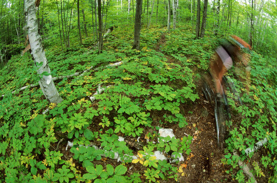 Blury mountain biker in forest on Bruce Trail. Lions Head, Ontario (fisheye perspective).