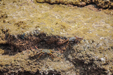 Cliff Crabs