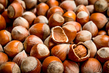 Hazelnuts in the shell.