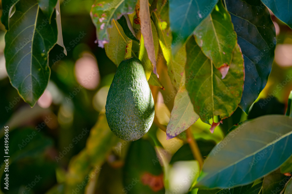 Wall mural Ripe green hass avocadoes hanging on tree ready to harvest, avocado plantation on Cyprus - Wall murals