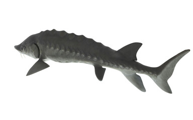 lake sturgeon'en white background