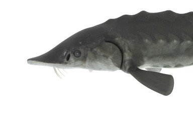 lake sturgeon'en white background