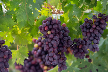 Bunches of purple ripening table grapes berries hanging down from pergola in garden on Cyprus