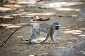 Young Monkey looking for food