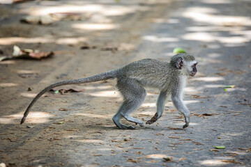 Young Monkey looking for food