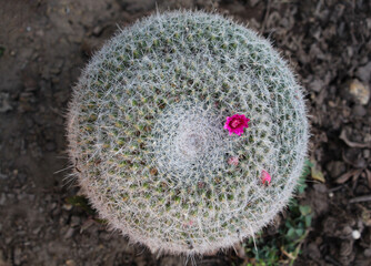 Vista superior de cactus con pequeña flor rosa. 