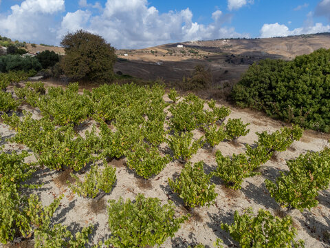 Wine production on Cyprus, rows of grape plants on vineyards with ripe white wine grapes ready for harvest