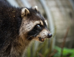 Ein Waschbär im Seitenprofil  © Brüsertiv
