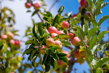 Fruit orchard with apple trees with small red fruits