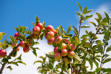 Fruit orchard with apple trees with small red fruits