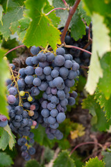 Wine production on Cyprus, ripe blue black wine grapes ready for harvest