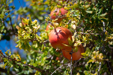 Pomegranate tree with sweet ripe fruits ready to harvest