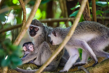 Monkey family with Newborn