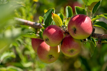 Fruit orchard with apple trees with small red fruits