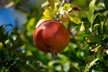 Pomegranate tree with sweet ripe fruits ready to harvest