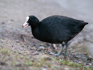 Eurasian Coot (Fulica atra) closeup near the lake. Bird eating vegetation