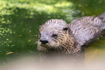Ein Fischotter im Wasser 