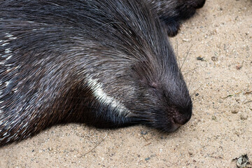 Ein Stachelschwein im Schlafmodus 