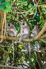 Monkey family with Newborn