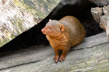 Zwergmanguste von der Seite 